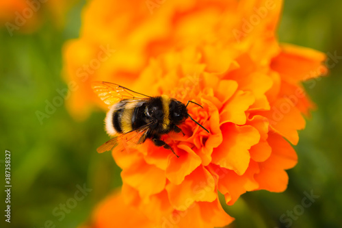  big bumblebee on orange flower with green background