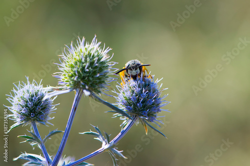 wasp on a blue spiny field plant