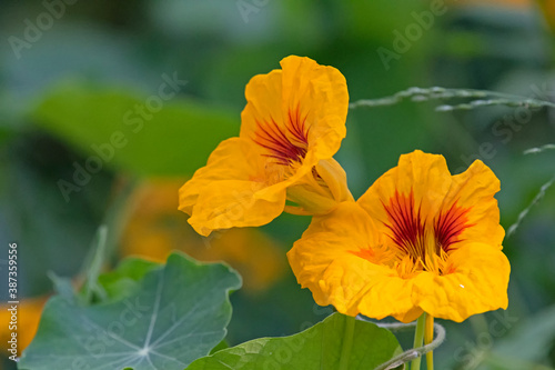 Orange flower - nasturtium
