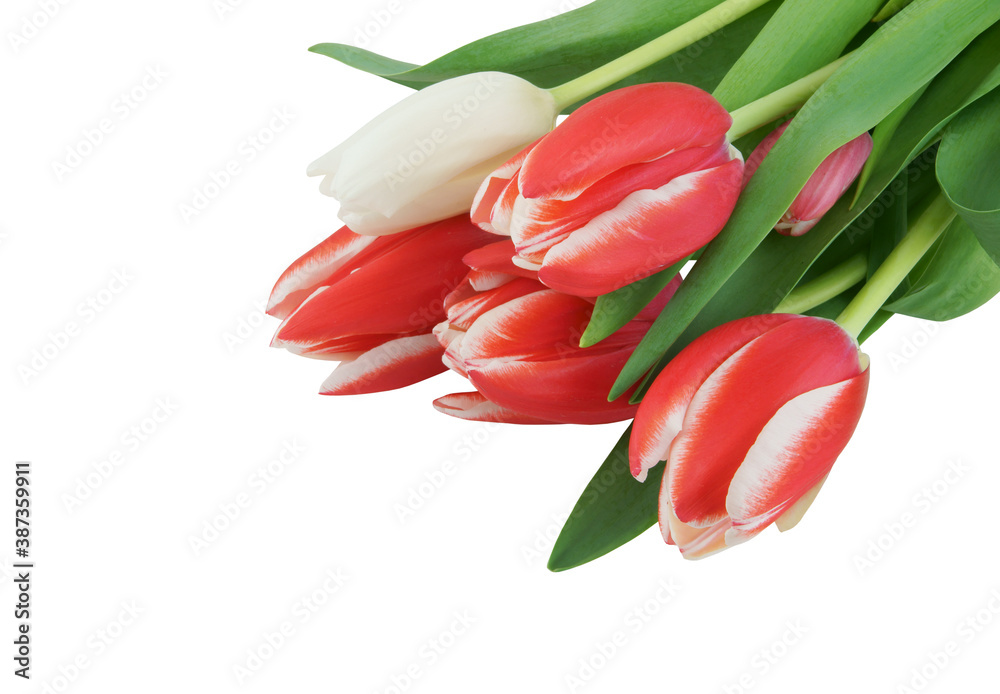 Beautiful tulips isolated on white background - obrazy, fototapety, plakaty 