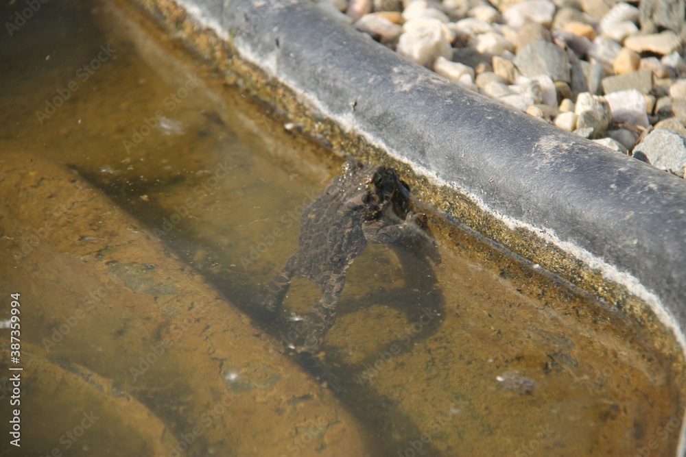 A frog in a garden pond