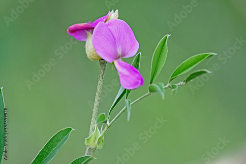 wild purple pea flower  - Lathyrus vestitus ssp. alefeldii photo