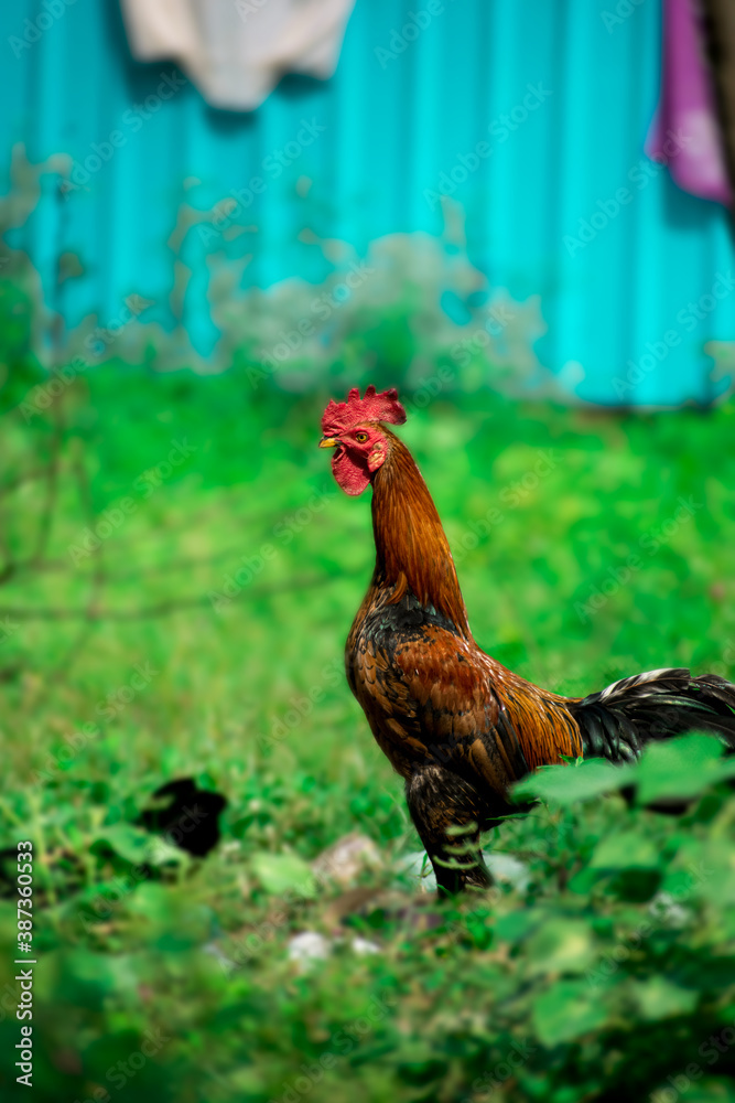Fototapeta premium Hen on the grass