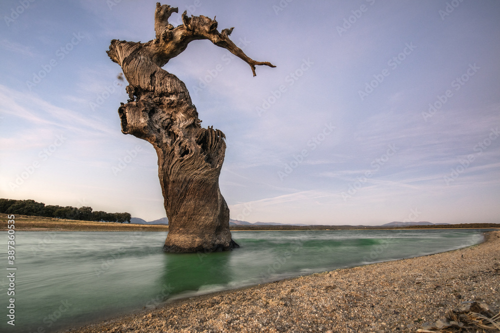 old tree in the water