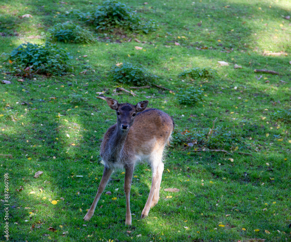 Fototapeta premium A portrait of the female deer cub