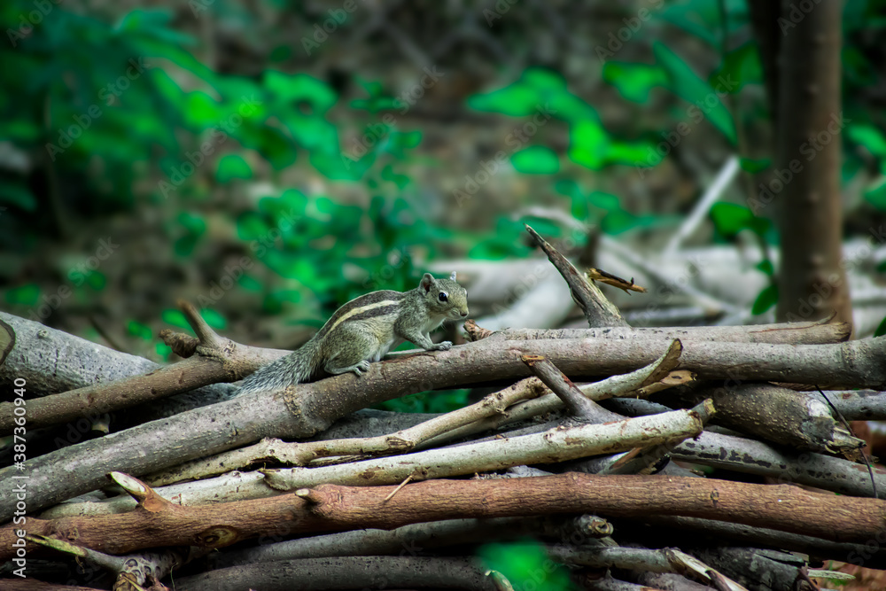 lizard on bunch of woods lizard on bunch of woods