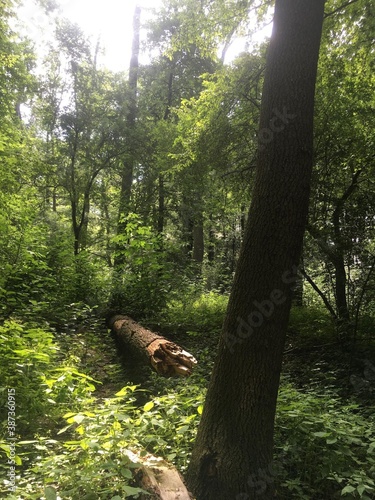 A fallen tree in a forest