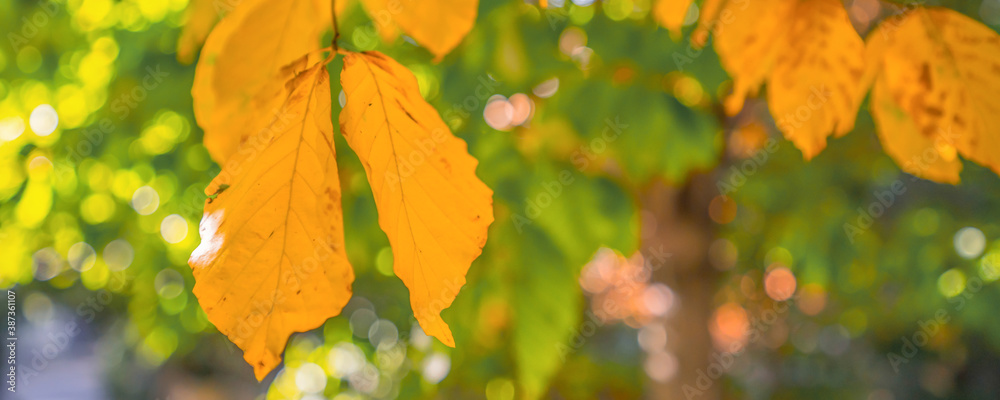 yellow leaves on a branch, close up blurry background yellow leaves on a branch, close up blurry background