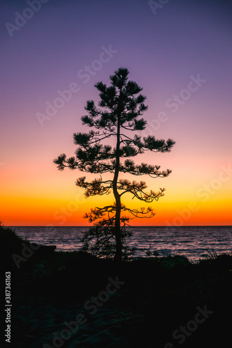 Bright colorful sunset over the sea with silhouettes of pine