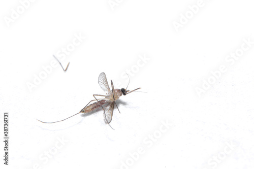 Dead Mosquito Isolated On White