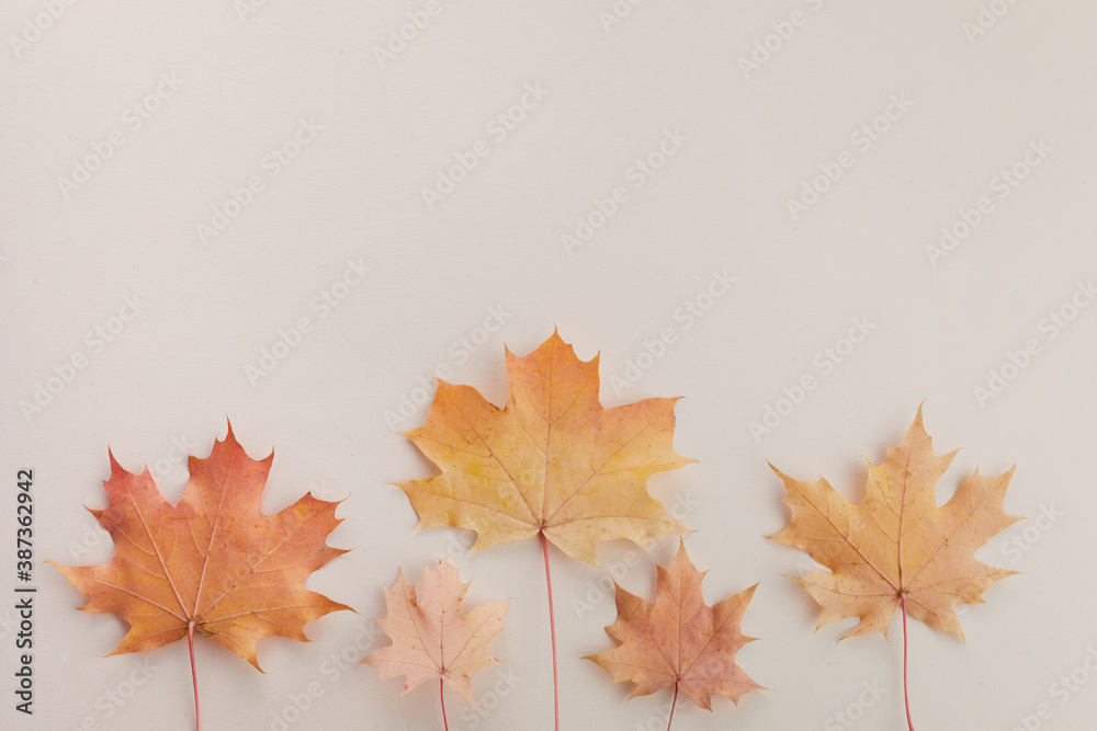 Autumn composition. Dried leaves on white background. Top view. Flat lay. Autumn composition. Dried leaves on white background. Top view. Flat lay.
