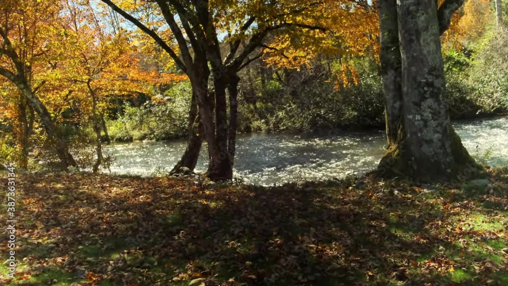 Pan right of fall leaves at river rapids