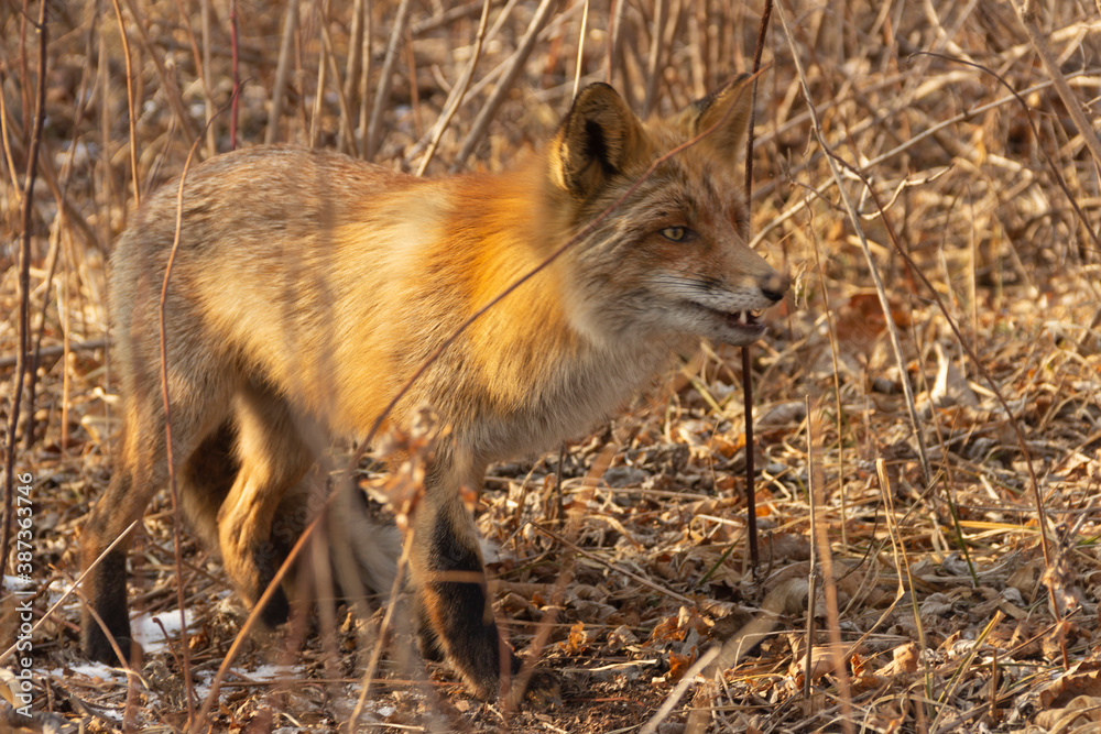 The aggressive fox looks threatening and prepares to attack. The aggressive fox looks threatening and prepares to attack.