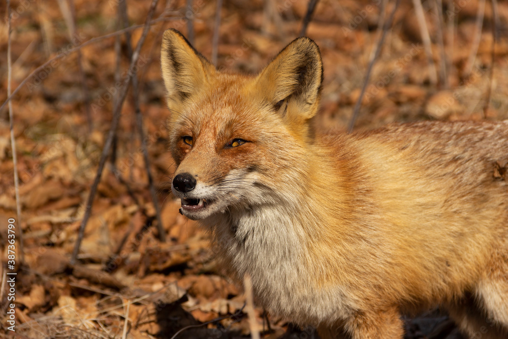 The aggressive fox looks threatening and prepares to attack. The aggressive fox looks threatening and prepares to attack.