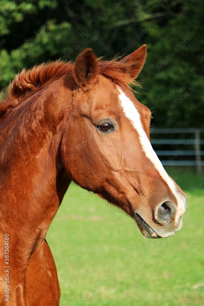 beautiful brown horse head portrait on the paddock beautiful brown horse head portrait on the paddock