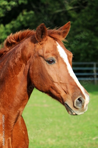 beautiful brown horse head portrait on the paddock © Bianca