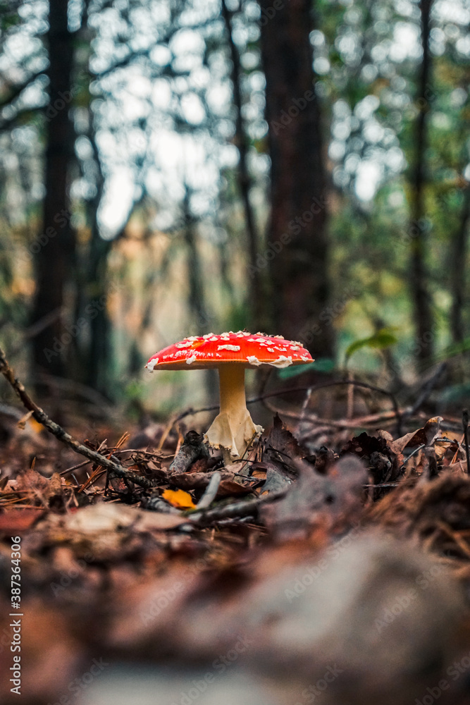 red mushroom in the forest