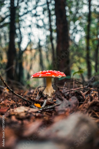 red mushroom in the forest