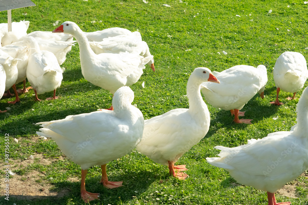 Obraz premium Freilaufende Gänse