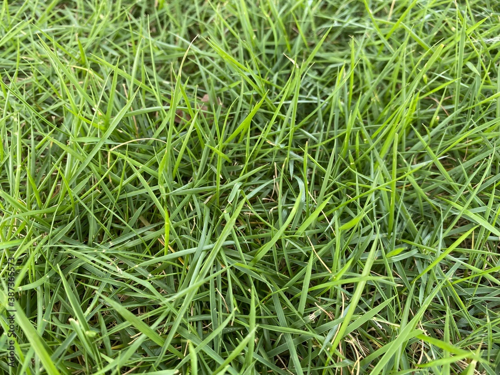 A bed of green blades of grass. A bed of green blades of grass.