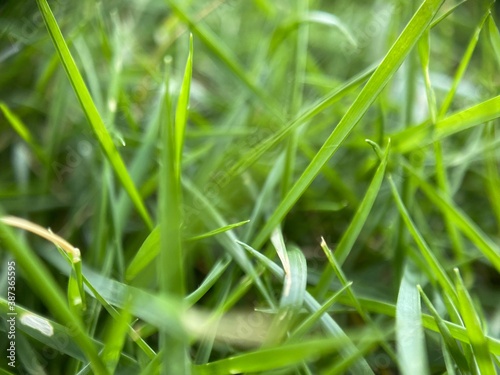 Closeup of green blades of grass.