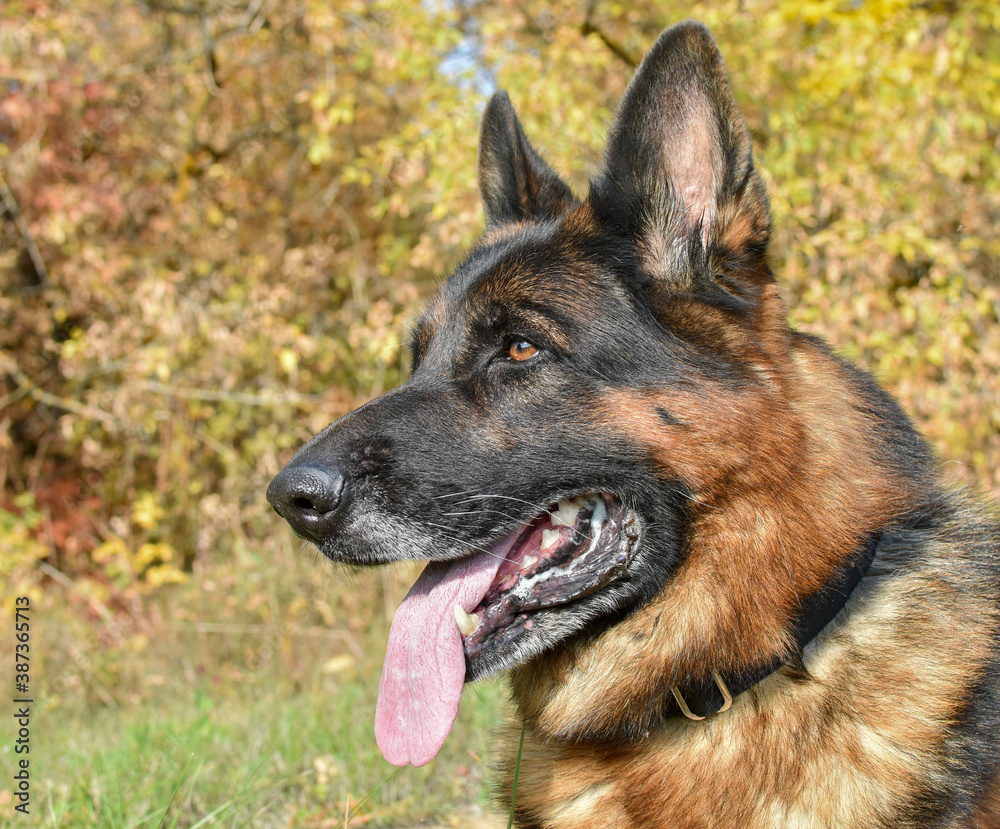German shepherd lies in a wooded area, close-up, side view. Service dog,portrait.