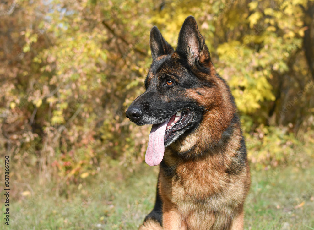 German shepherd, portrait. The dog's eyes. Service dog for the protection of the territory.