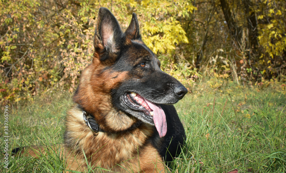 Service dog breed German shepherd lying on the grass, close-up. Service dog breed German shepherd lying on the grass, close-up.