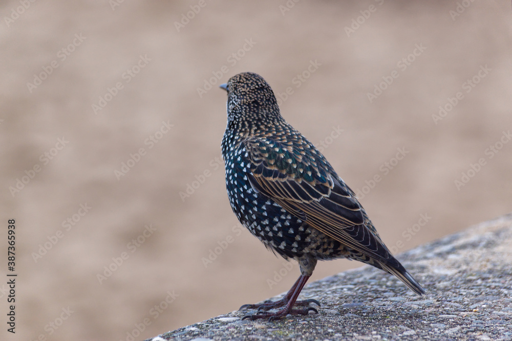 A common starling standing on a concrete wall by a sandy beach A common starling standing on a concrete wall by a sandy beach