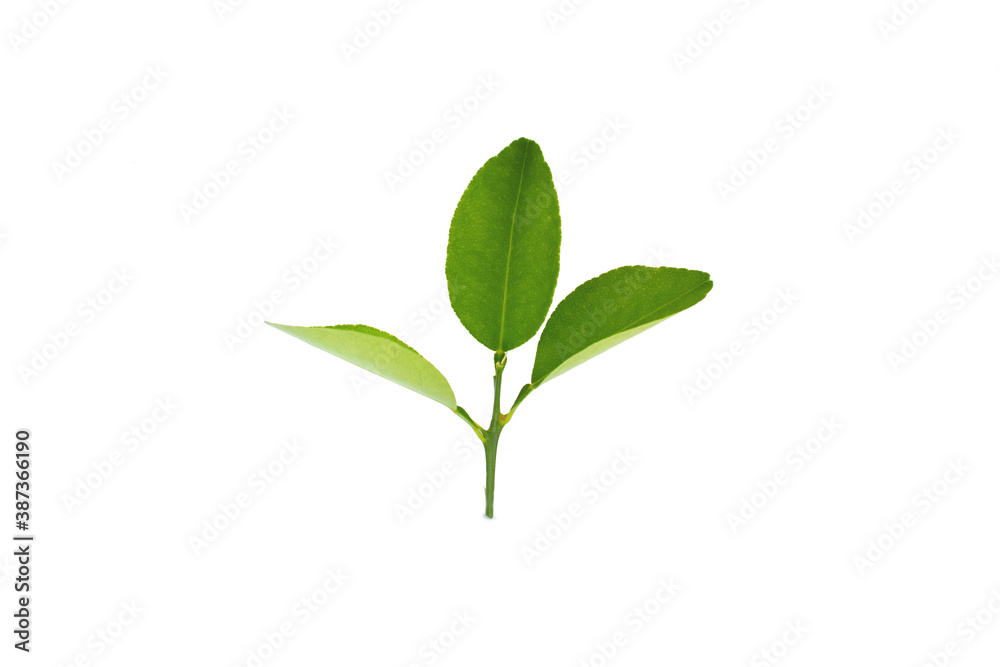 Lemon leaves isolated on a white background. Clipping path Lemon leaves isolated on a white background. Clipping path