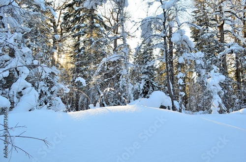 A beautiful winter forest with deep snowdrifts, abundantly snow-covered tree branches, pure white snow. 