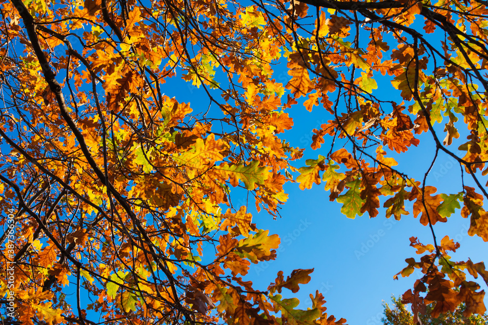 Branches of an old oak with yellow leaves against a blue sky, view from below. The natural backdrop of autumn leaves.