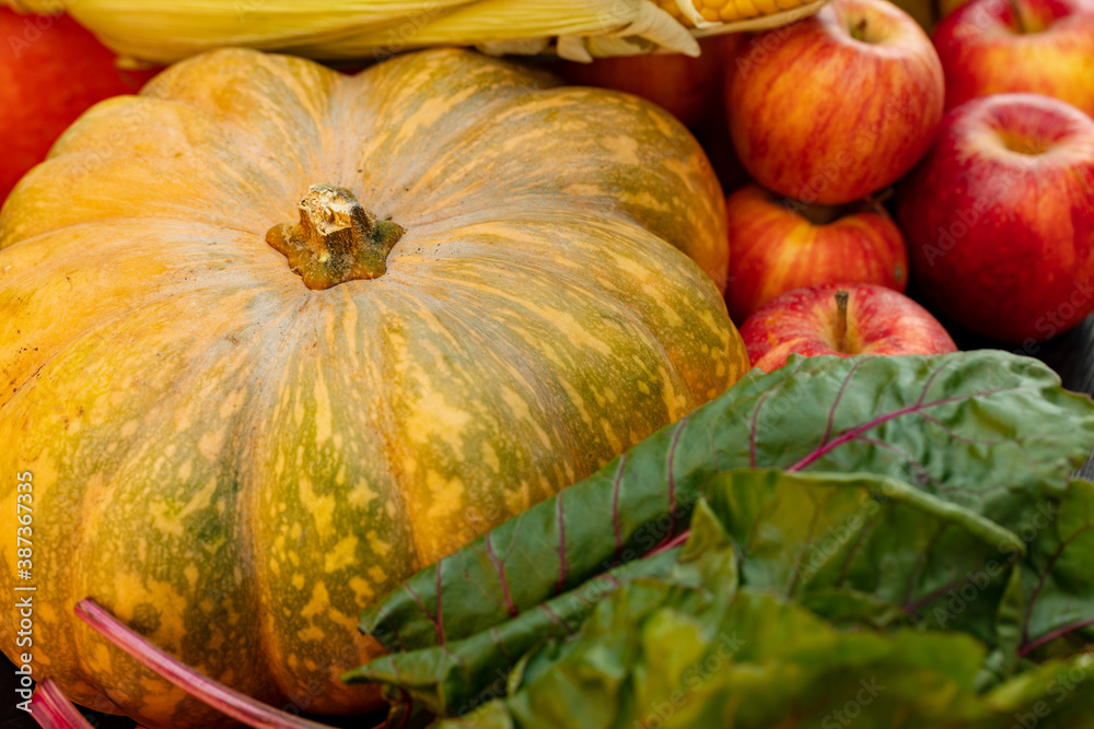 Autumn harvest of pumpkins and other vegetables