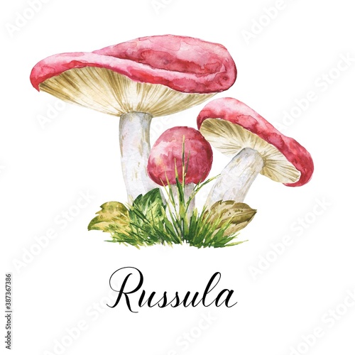 Watercolor russula edible fungi, mushrooms with leaves and grass illustration. Watercolour botanical composition on white background.