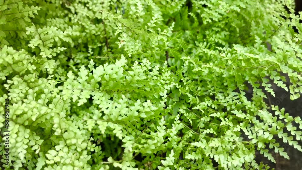 green moss background green moss background