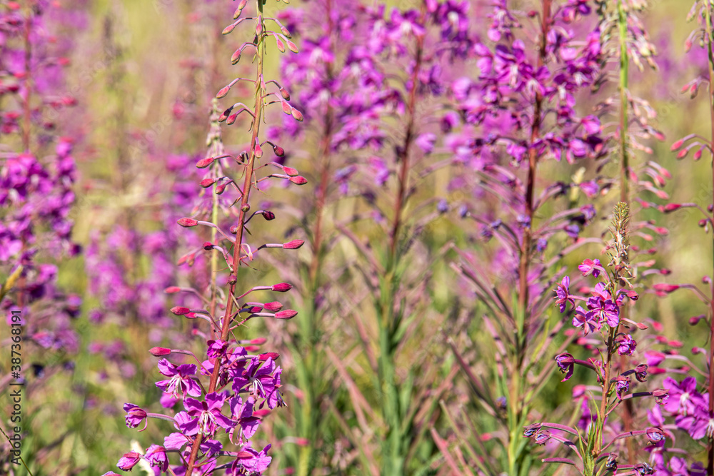 Obraz premium beautiful, natural, fresh, bright, multi-colored, purple, pink flowers, cypress, green grass and plants in the meadow in summer