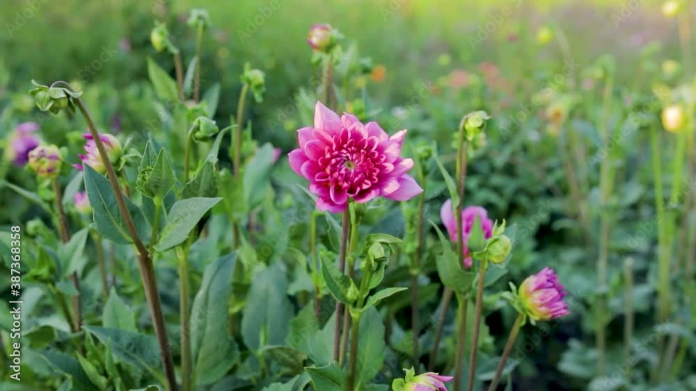 pink flowers in a field moving camera close up shot pink flowers in a field moving camera close up shot