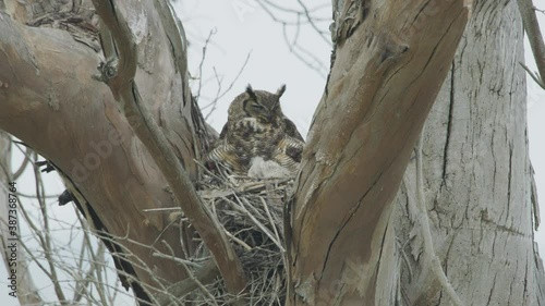  Great Horned Owl in Nest Static Wide