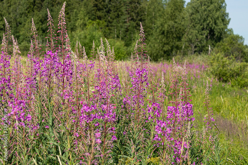 beautiful  natural  fresh  bright  multi-colored  purple  pink flowers  cypress  green grass and plants in the meadow in summer