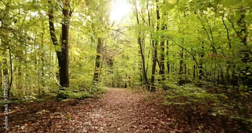 Green beech German forest, by drone at an atom day.