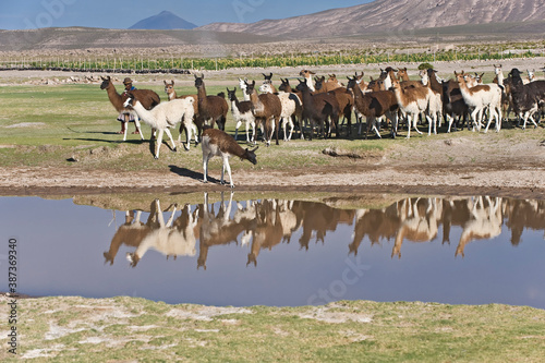 Llama herd reflecting in a pond, San Juan, Potosi, Bolivia