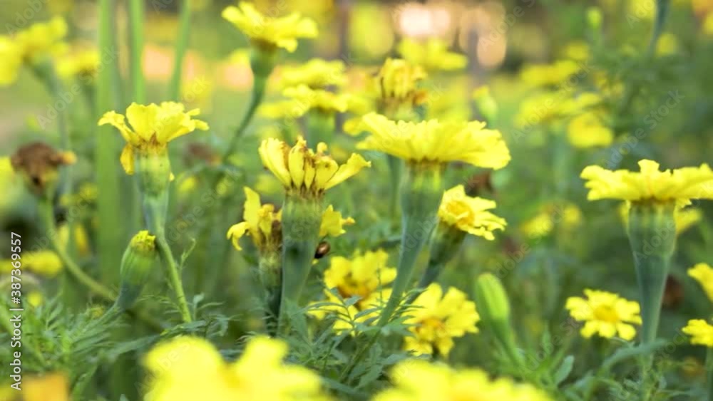 yellow flowers in the grass looks stunning b-roll yellow flowers in the grass looks stunning b-roll
