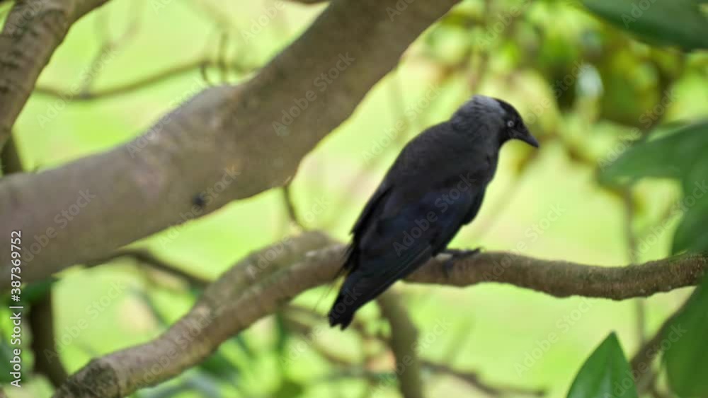 Close up of beautiful bird jackdaw sitting in the trees with blurry background, turning head Close up of beautiful bird jackdaw sitting in the trees with blurry background, turning head