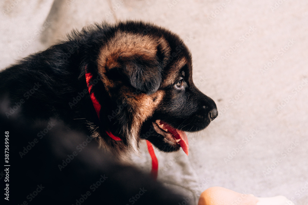 Charming baby German shepherd dog lying, posing and smiling. German  shepherd kennel. Portrait of a black and red shepherd puppy close-up.  Stock-foto | Adobe Stock
