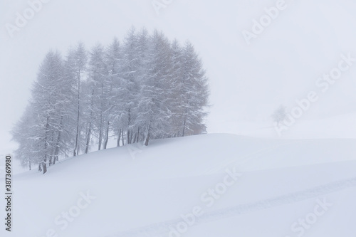 Wallpaper Mural SnowTree 3 Torontodigital.ca