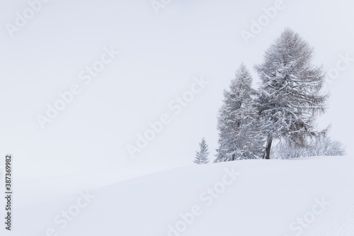 SnowTree 2 © Markus