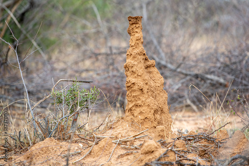 Exhaust tunnel of a Termite mound