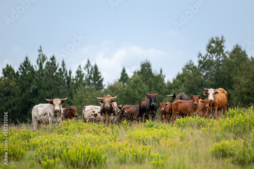 Nguni Cattle standing in a field © Johan