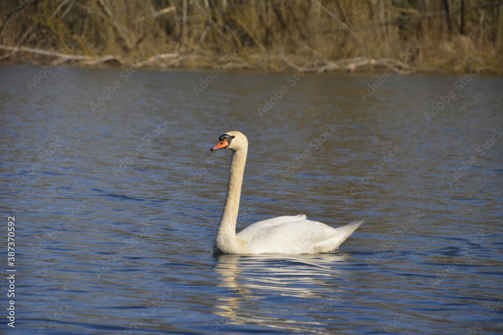 Obraz premium White Swan