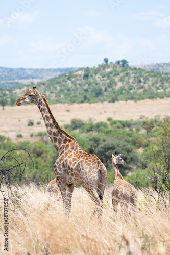 Giraffe cow and her calf